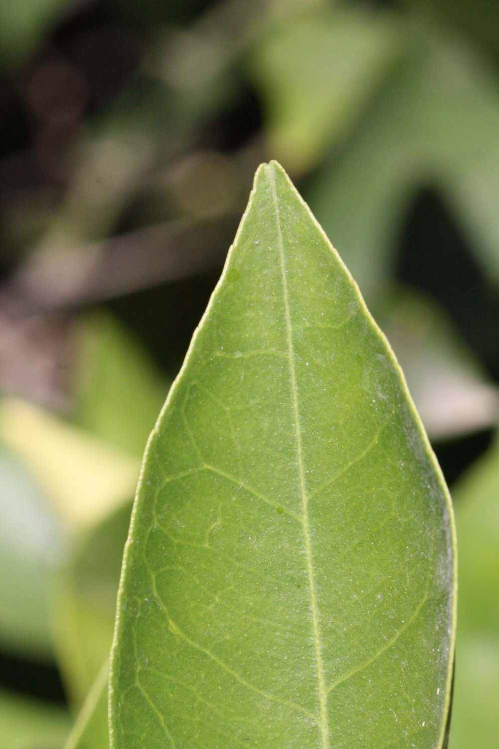              Margin (Riverside, CA)       